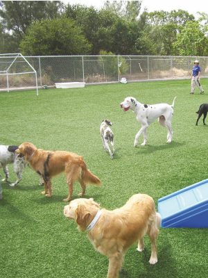 Artificial Grass at Folsom Dog Resort