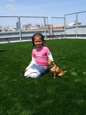 Artificial Grass at WAG Pet Hotel