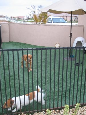 Artificial Grass for Home Dog Kennel